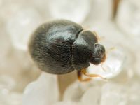 Stethorus punctillum