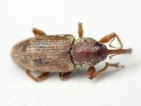 Thryogenes festucae