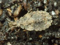 Aradus depressus