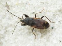 Eremocoris plebejus