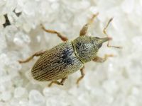 Tychius picirostris