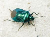 Zicrona caerulea