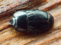 Platysoma compressum