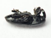 Labiaticola melas
