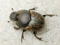 Onthophagus vacca