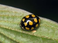 Coccinula quatuordecimpustulata