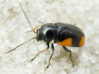 Cryptocephalus (Cryptocephalus) moraei