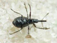 Protapion filirostre