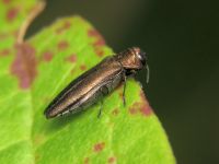 Agrilus (Agrilus) viridis viridis