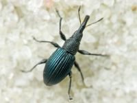 Aspidapion validum