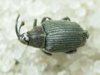 Ceutorhynchus obstrictus (complex)