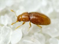 Mycetaea subterranea