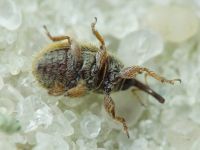 Mecinus ictericus