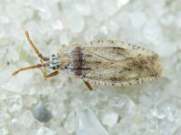 Tingis (Tingis) crispata