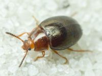 Scaphidema metallicum