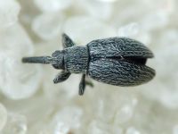 Squamapion oblivium