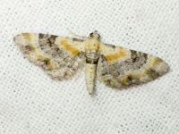 Eupithecia linariata