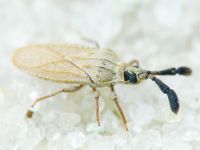 Copium teucrii