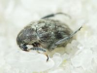Bruchidius pusillus