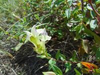Scutellaria creticola