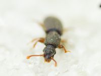 Monotoma brevicollis