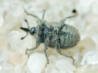 Rhinusa tetra