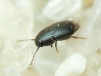 Ptiliidae