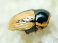 Cryptocephalus (Burlinius) pygmaeus