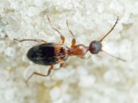 Anthelephila pedestris
