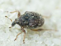 Rhinoncus bruchoides