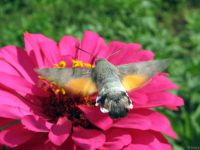 Macroglossum stellatarum