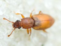 Monotoma picipes