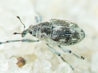 Rhinoncus albicinctus