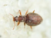 Stephostethus angusticollis