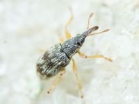 Apioninae