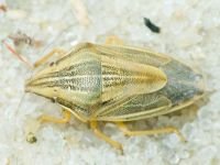 Aelia acuminata