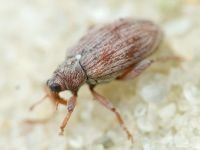 Curculionidae