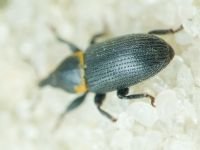 Mecinus collaris