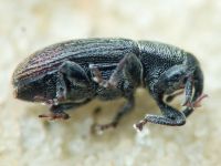 Mecinus pyraster