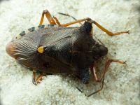 Pentatoma (Pentatoma) rufipes