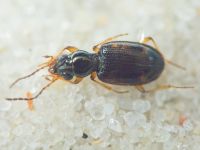 Carabidae