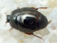 Hypocacculus rufipes