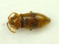 Atomaria unifasciata
