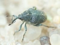 Ceutorhynchinae