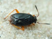 Capsus ater