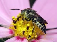 Coelioxys