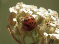Subcoccinella vigintiquatuorpunctata