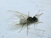 Formicidae