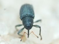 Archarius (Archarius) pyrrhoceras