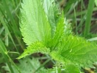 Urtica dioica